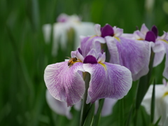 菖蒲とミツバチ