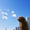 愛犬と空