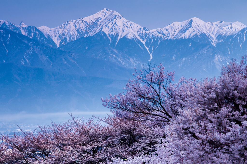 常念桜