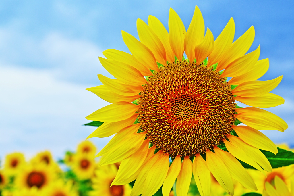The Sunflower