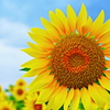 The Sunflower