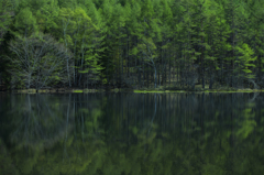 新緑映える静寂の池