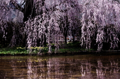 花暖簾