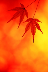 Autumn Leaves