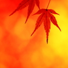 Autumn Leaves