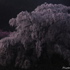 老桜の威厳