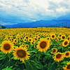 満開の夏