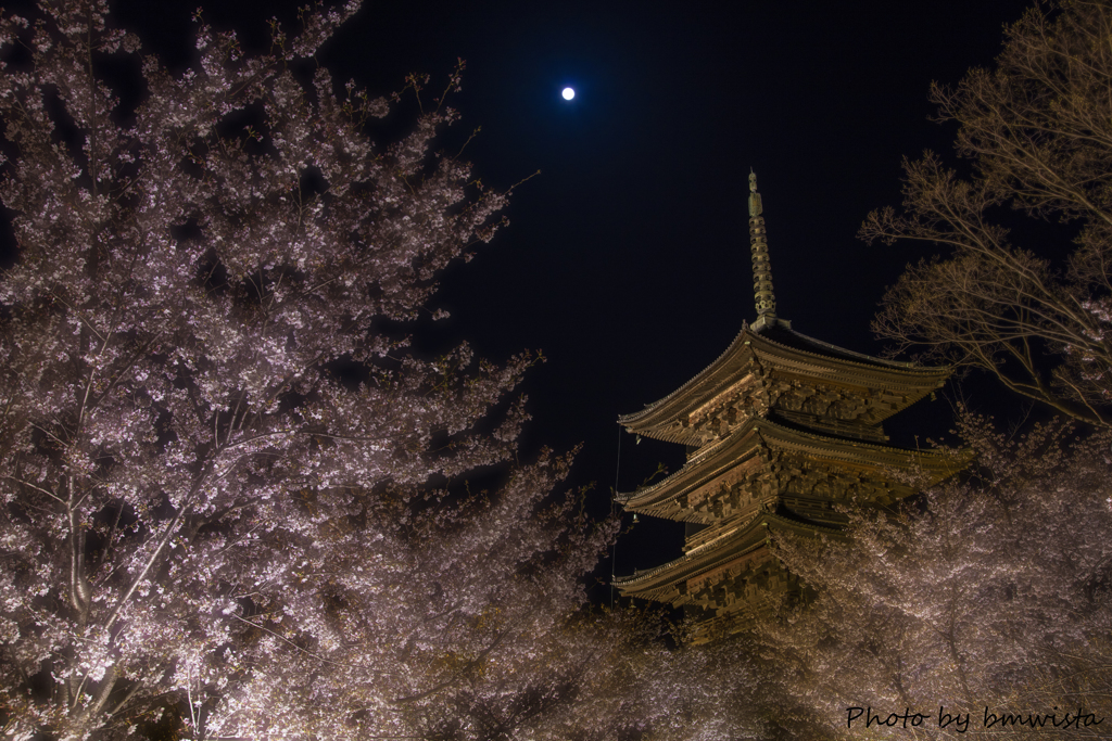 月夜桜の宴