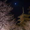 月夜桜の宴
