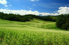 初秋の中山高原