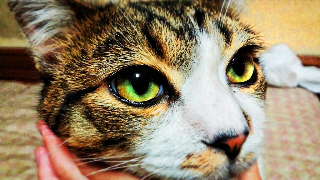 美男子猫