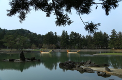 春の毛越寺