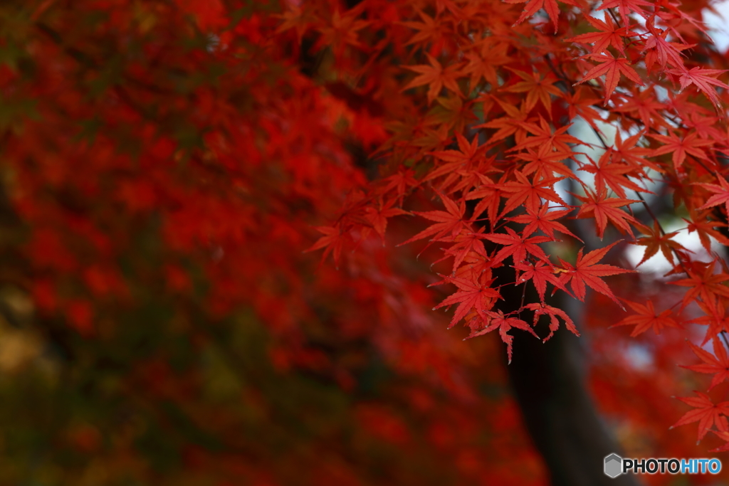 東京の紅葉２