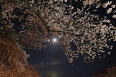 夜桜②