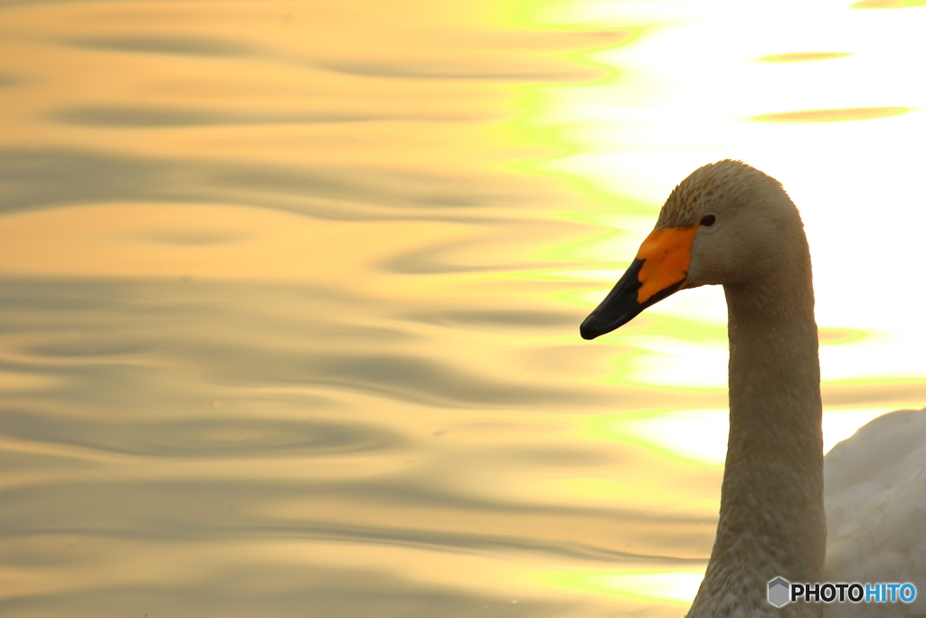 Mornig sunshine