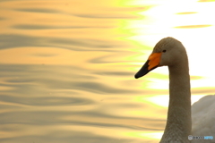 Mornig sunshine