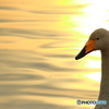 Mornig sunshine