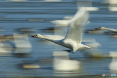 Fly a swan