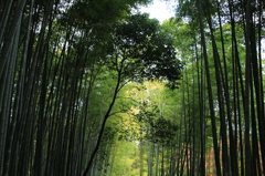 竹林