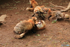 闘い1