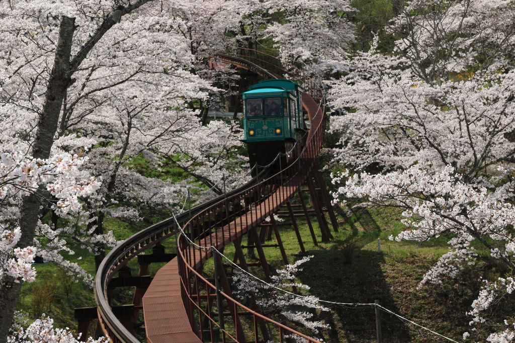 桜トンネルを行く