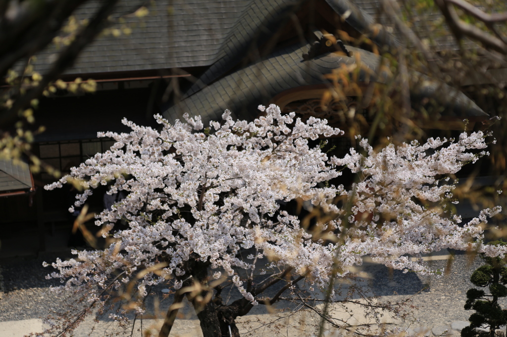 山寺の春②