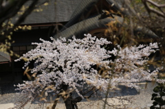 山寺の春②