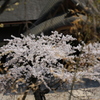 山寺の春②