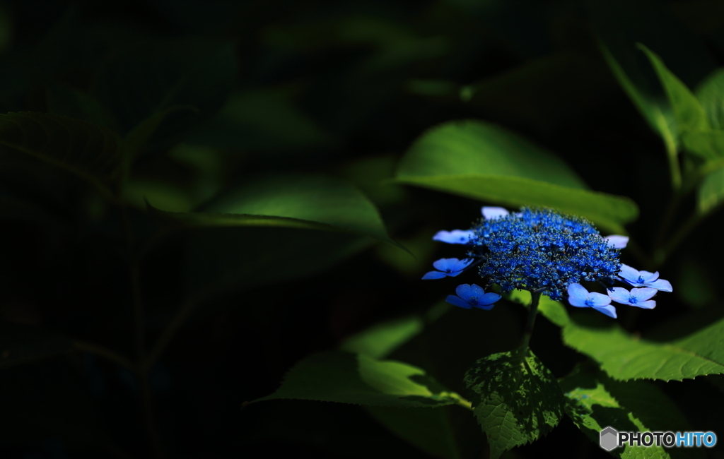 紫陽花２