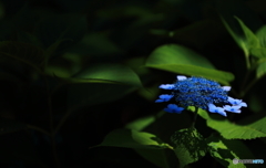 紫陽花２