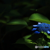紫陽花２