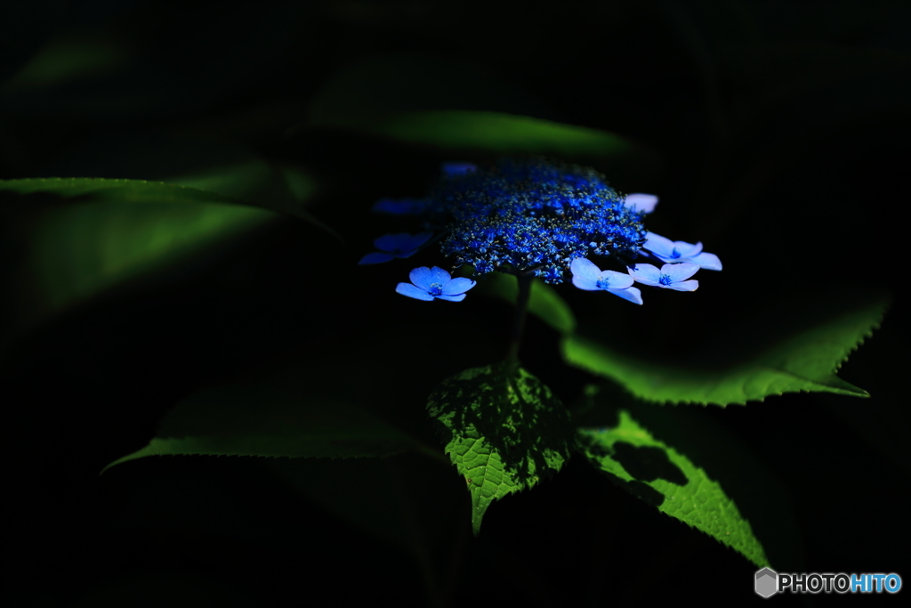 紫陽花1
