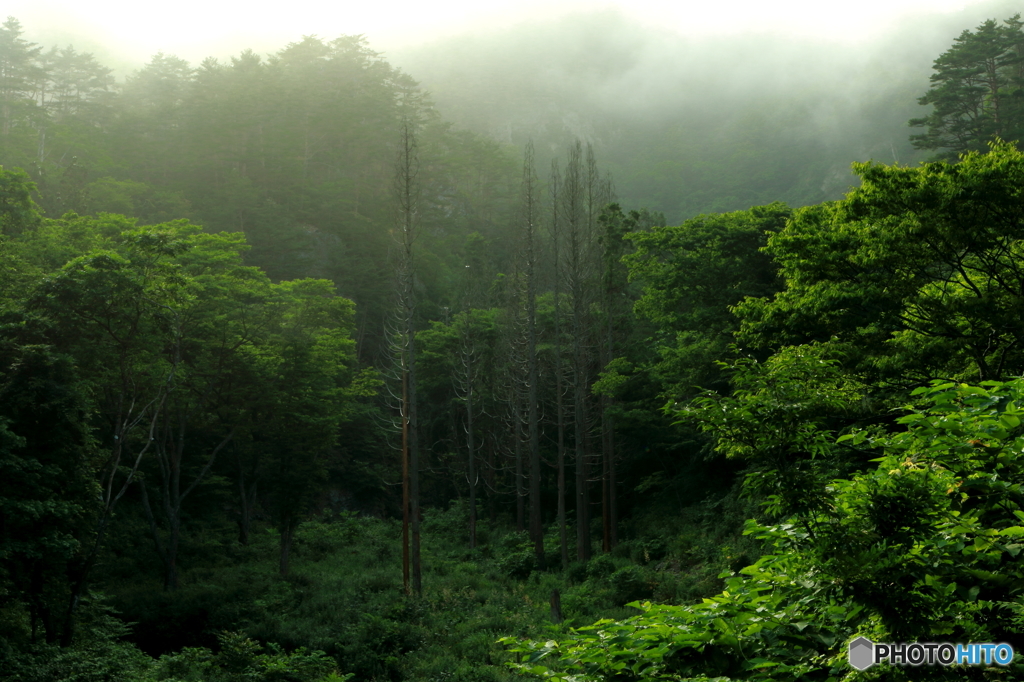 山背の掛る森