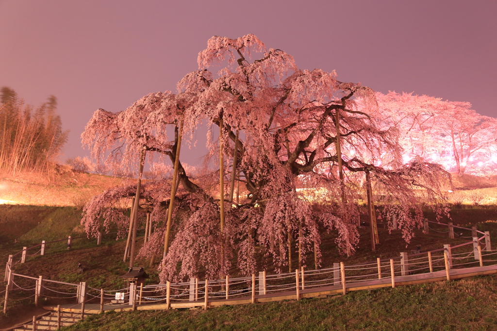 滝桜