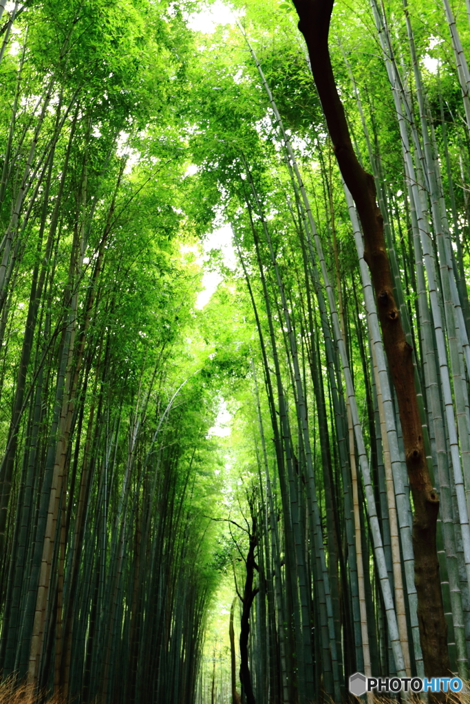 竹林の中に...