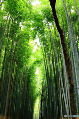 竹林の中に...
