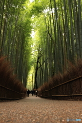 竹林の小径