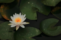 朝の睡蓮２