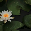 朝の睡蓮２