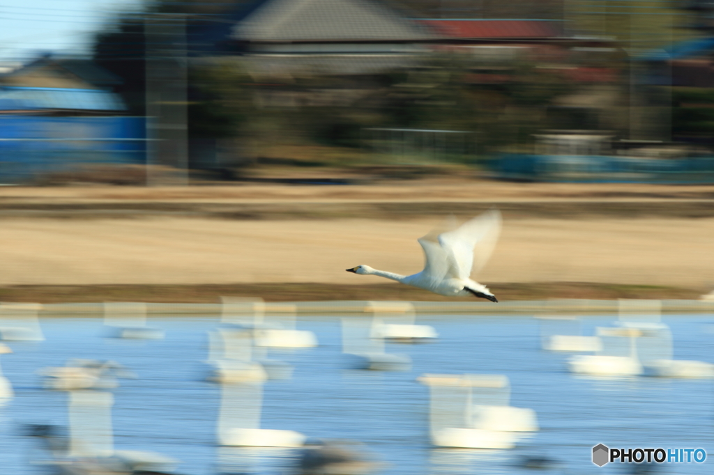 白鳥の郷