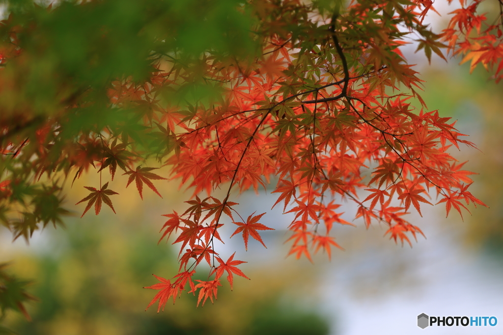 東京の紅葉1