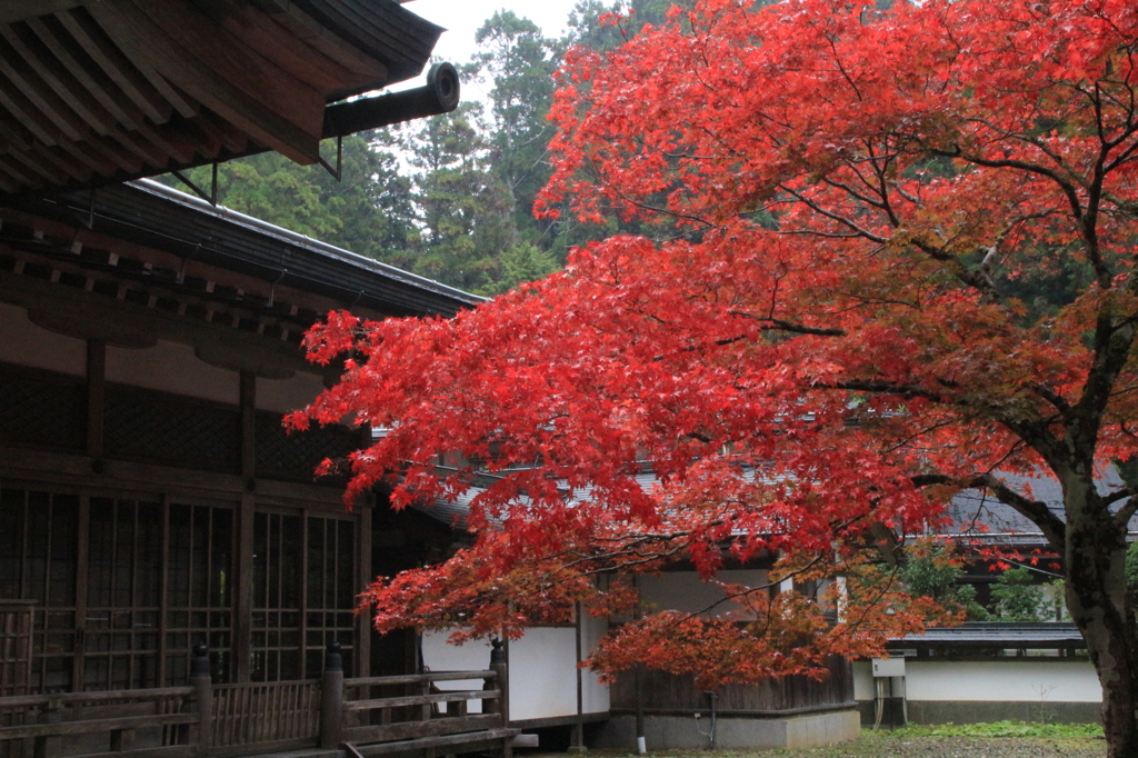 高野山2