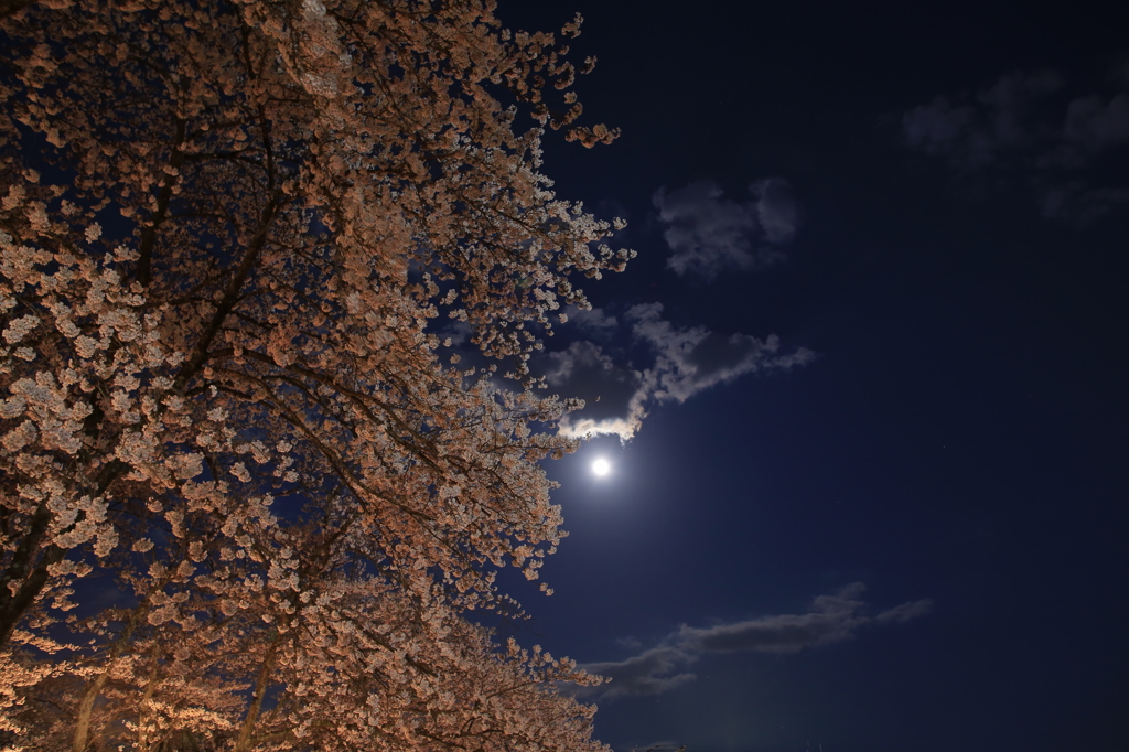 夜桜①