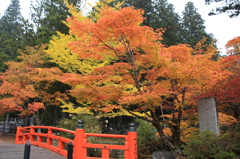 高野山1