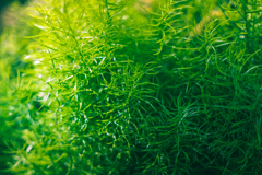 greenness