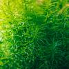 greenness