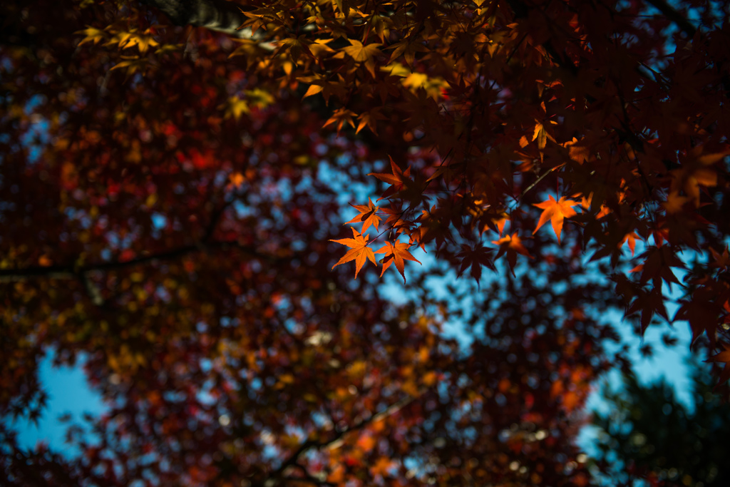 近所に紅葉発見！