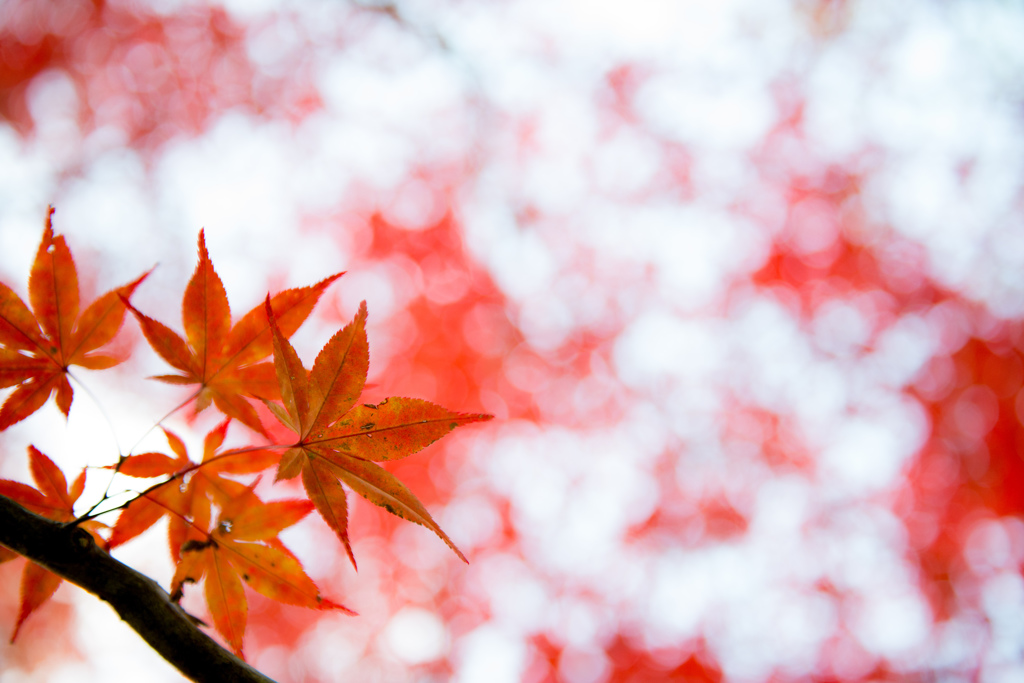 紅陽