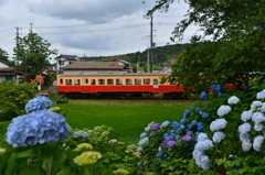 紫陽花と小湊鐵道