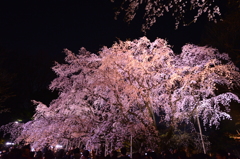 六義園のしだれ桜